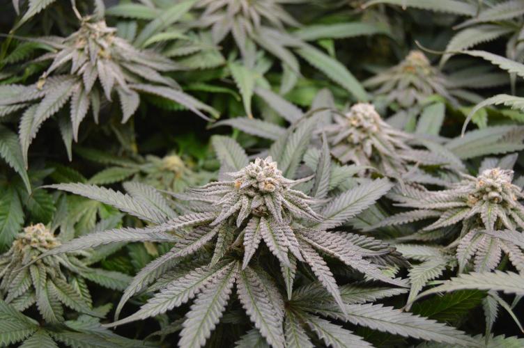 Grow #4 Coochie Runtz (Repeat). Week 14