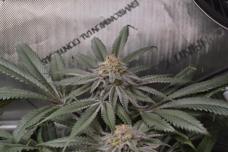 Grow #4 Coochie Runtz (Repeat). Week 14