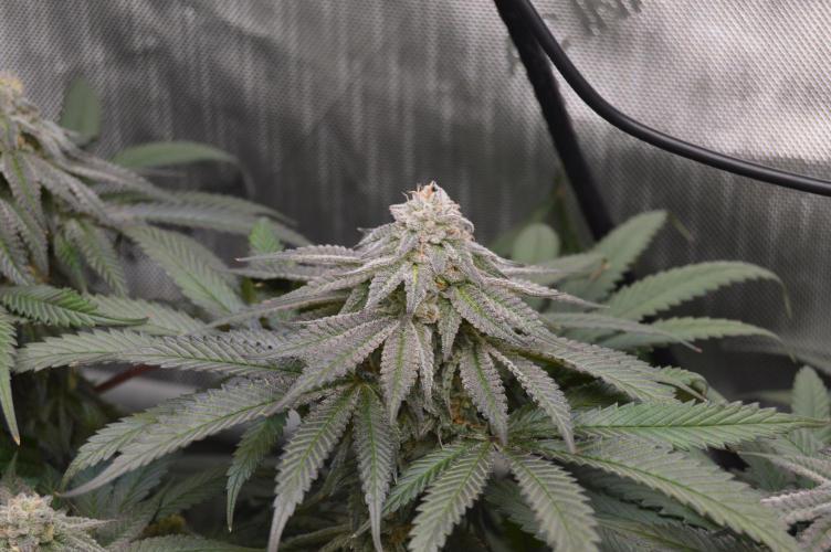 Grow #4 Coochie Runtz (Repeat). Week 14