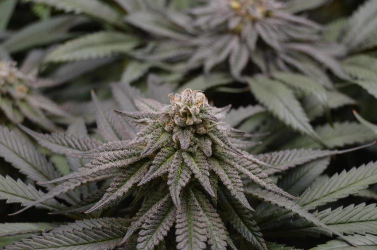 Grow #4 Coochie Runtz (Repeat). Week 14