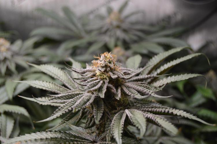 Grow #4 Coochie Runtz (Repeat). Week 14