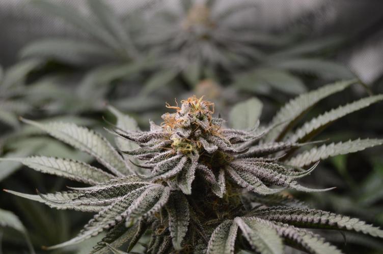 Grow #4 Coochie Runtz (Repeat). Week 14