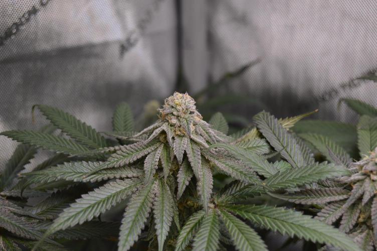 Grow #4 Coochie Runtz (Repeat). Week 14