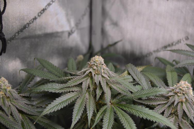 Grow #4 Coochie Runtz (Repeat). Week 14