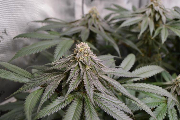 Grow #4 Coochie Runtz (Repeat). Week 14