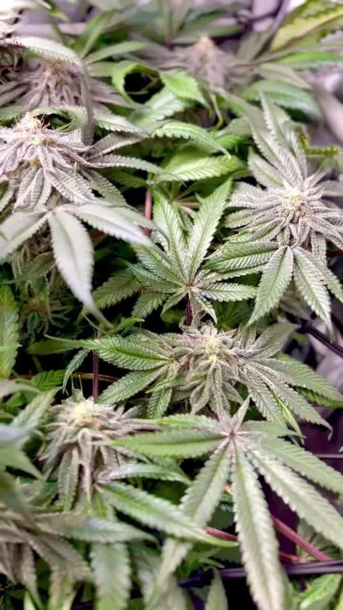 Grow #4 Coochie Runtz (Repeat)