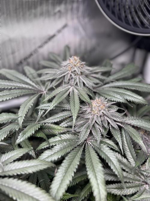 Grow #4 Coochie Runtz (Repeat). Week 15