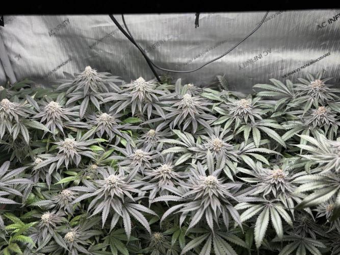 Grow #4 Coochie Runtz (Repeat). Week 15