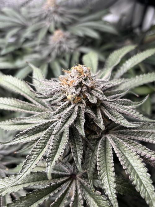 Grow #4 Coochie Runtz (Repeat). Week 15