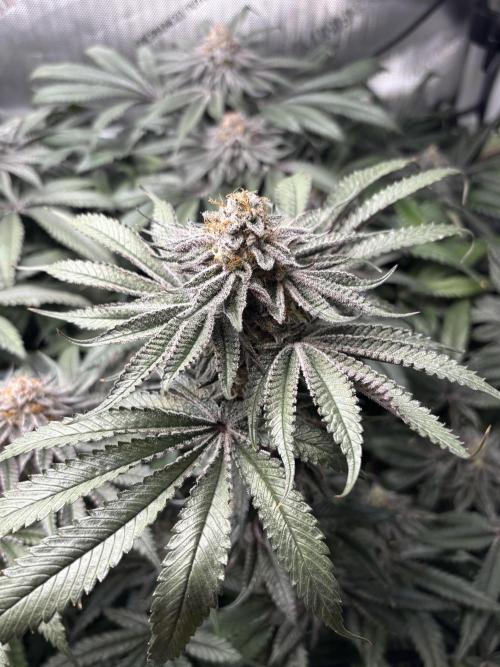 Grow #4 Coochie Runtz (Repeat). Week 15