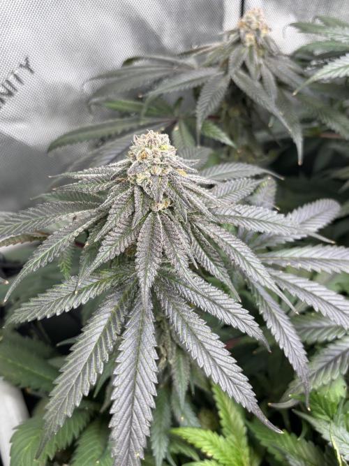 Grow #4 Coochie Runtz (Repeat). Week 15