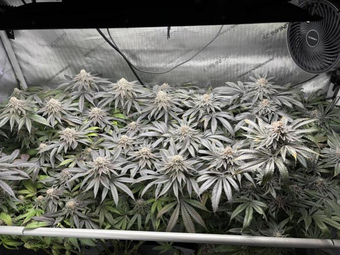 Grow #4 Coochie Runtz (Repeat). Week 16