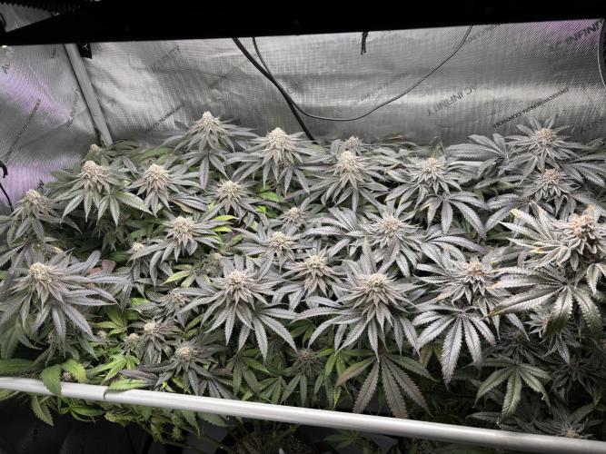 Grow #4 Coochie Runtz (Repeat). Week 16