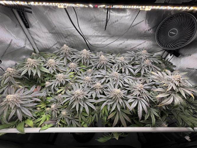 Grow #4 Coochie Runtz (Repeat). Week 16
