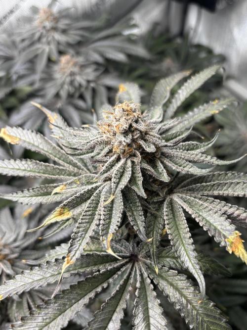 Grow #4 Coochie Runtz (Repeat). Week 16