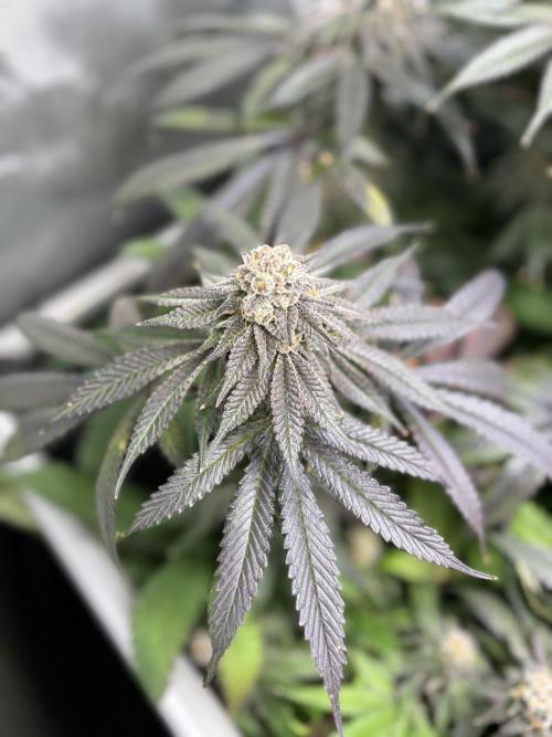 Grow #4 Coochie Runtz (Repeat). Week 16