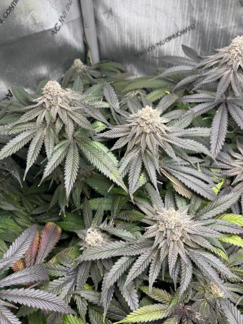 Grow #4 Coochie Runtz (Repeat). Week 16