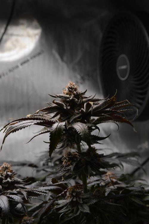 Grow #4 Coochie Runtz (Repeat). Week 16