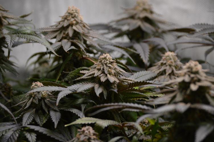 Grow #4 Coochie Runtz (Repeat). Week 16