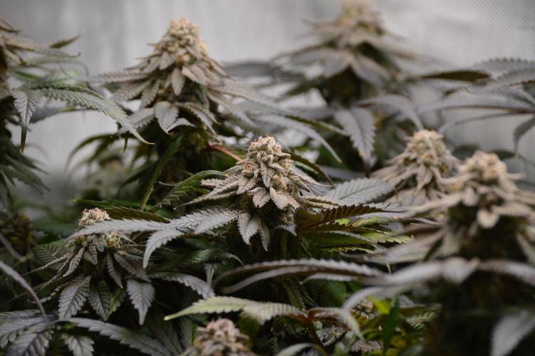 Grow #4 Coochie Runtz (Repeat). Week 16