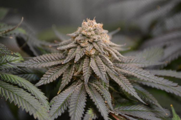 Grow #4 Coochie Runtz (Repeat). Week 16