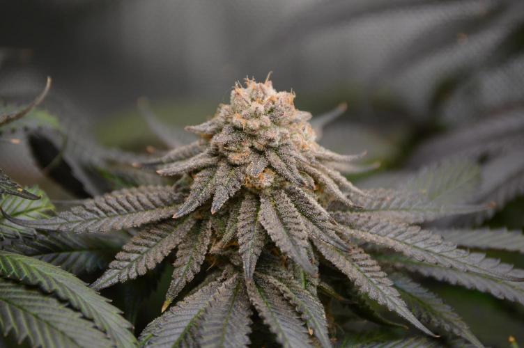 Grow #4 Coochie Runtz (Repeat). Week 16