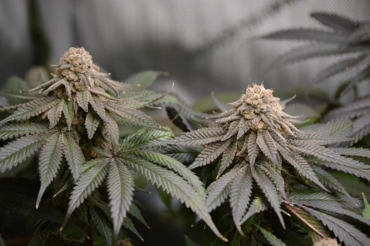 Grow #4 Coochie Runtz (Repeat). Week 16