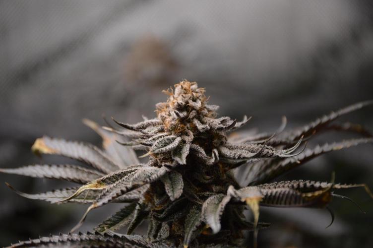 Grow #4 Coochie Runtz (Repeat). Week 16
