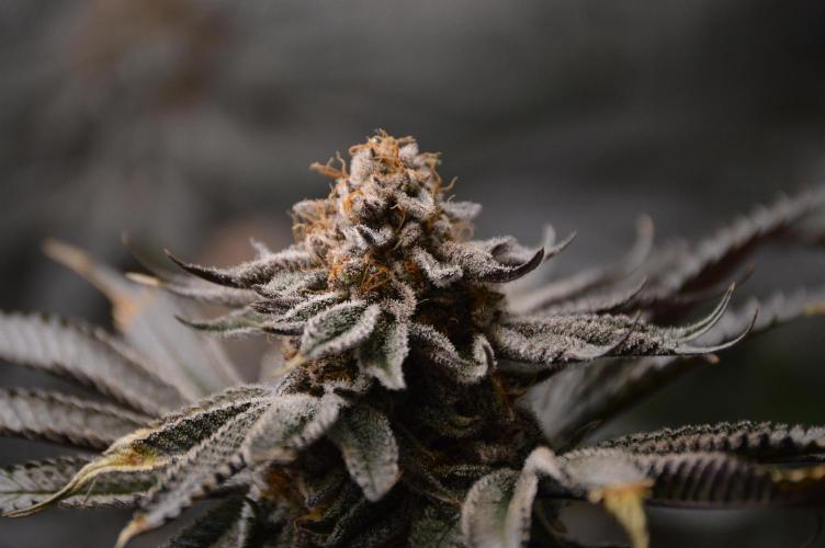 Grow #4 Coochie Runtz (Repeat). Week 16