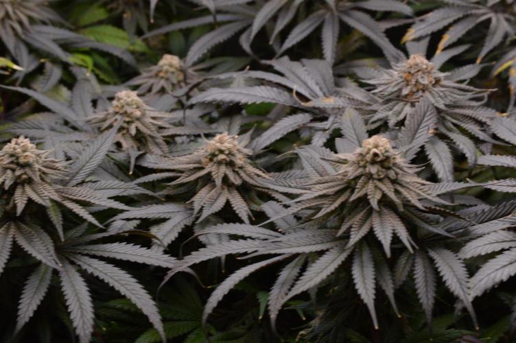 Grow #4 Coochie Runtz (Repeat). Week 16