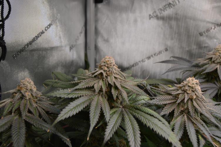 Grow #4 Coochie Runtz (Repeat). Week 16