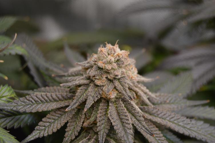 Grow #4 Coochie Runtz (Repeat). Week 16