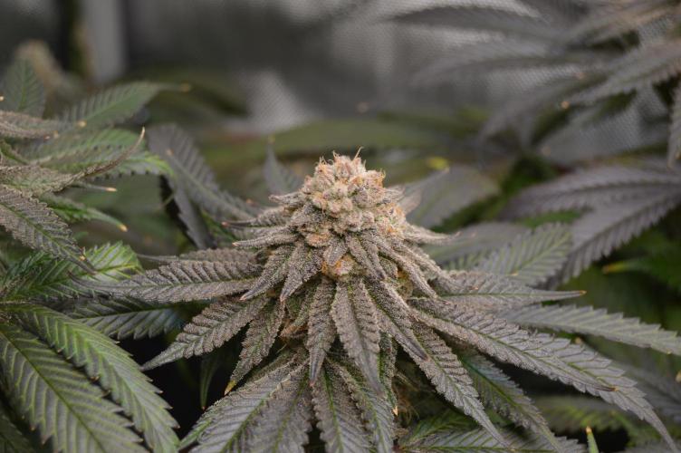 Grow #4 Coochie Runtz (Repeat). Week 16