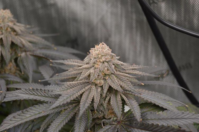 Grow #4 Coochie Runtz (Repeat). Week 16