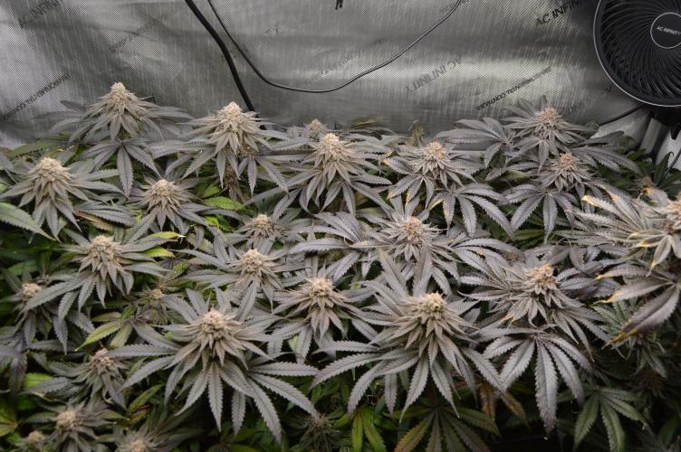 Grow #4 Coochie Runtz (Repeat). Week 16