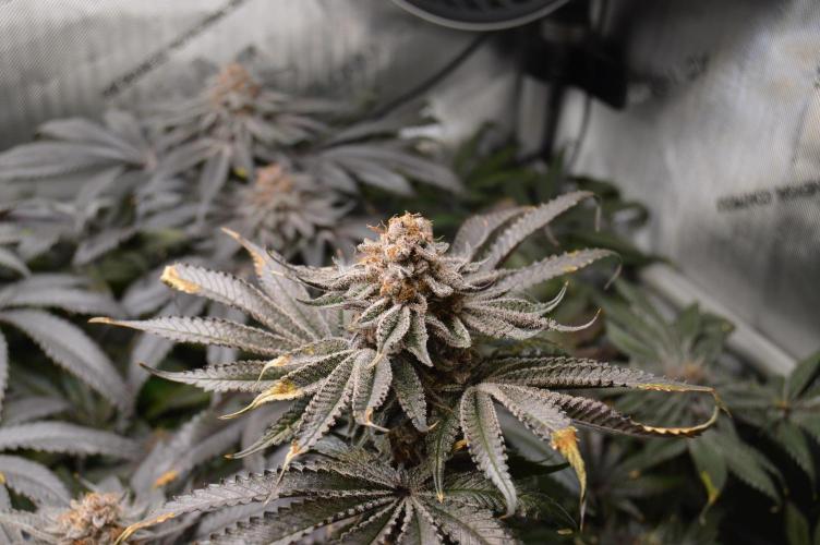 Grow #4 Coochie Runtz (Repeat). Week 16