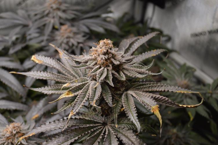 Grow #4 Coochie Runtz (Repeat). Week 16