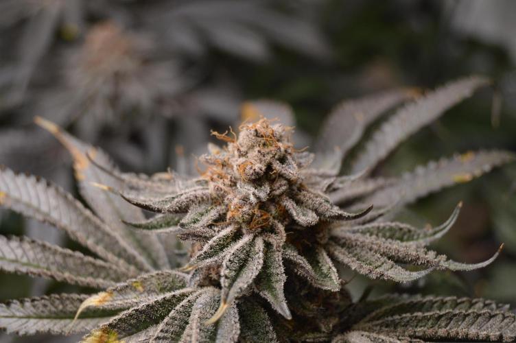 Grow #4 Coochie Runtz (Repeat). Week 16