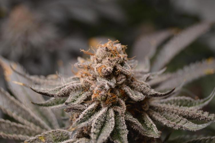 Grow #4 Coochie Runtz (Repeat). Week 16