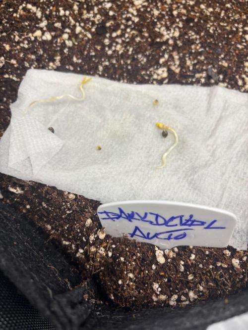 Grow #5 Dark Devil Auto. Week 0