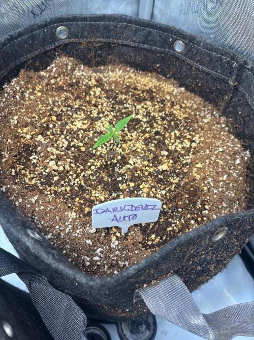 Grow #5 Dark Devil Auto. Week 1