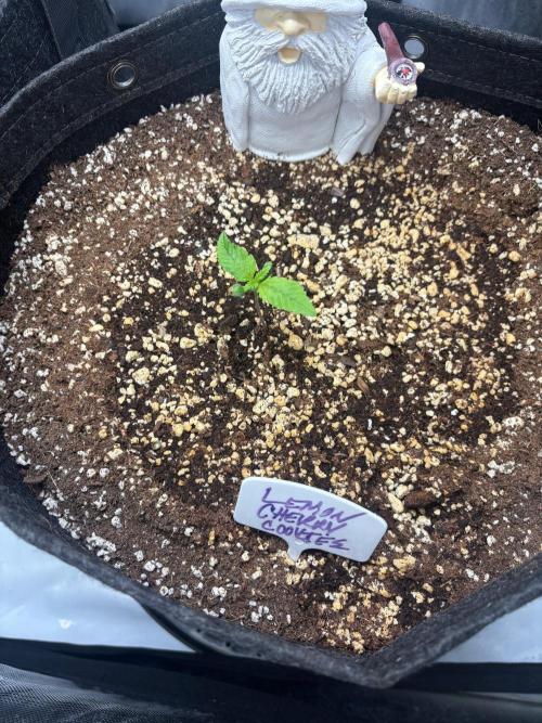 Grow #5 Lemon Cherry Auto 42. Week 1