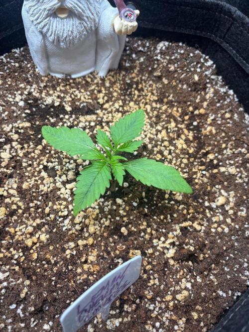 Grow #5 Lemon Cherry Auto 42. Week 1