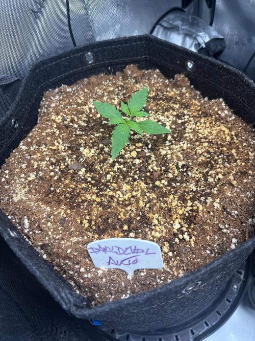 Grow #5 Dark Devil Auto. Week 1