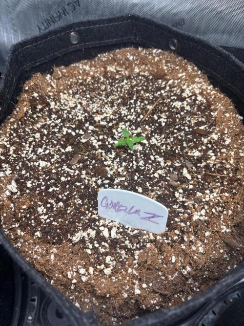 Gorilla Z Auto 42. Week 1