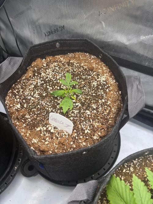 Gorilla Z Auto 42. Week 2