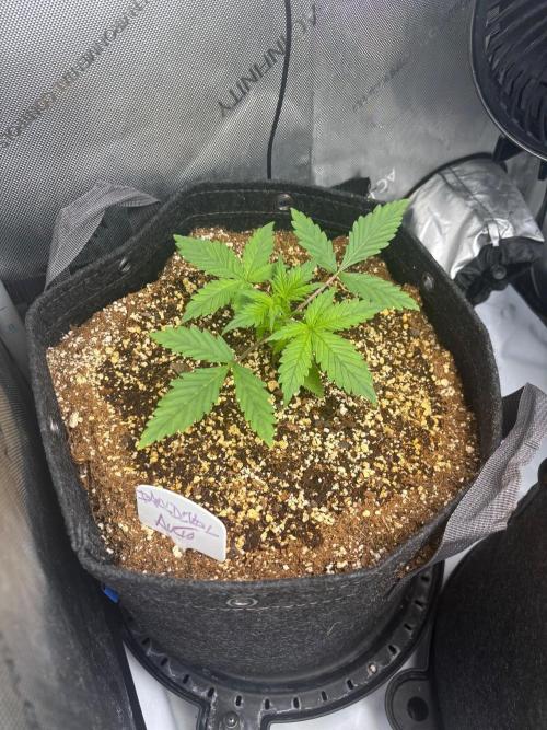 Grow #5 Dark Devil Auto. Week 2