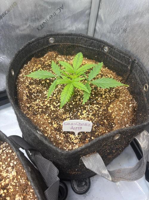 Grow #5 Dark Devil Auto. Week 2