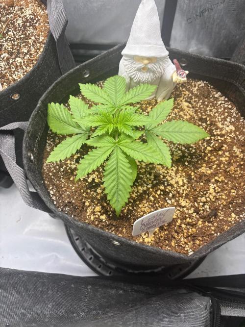 Grow #5 Lemon Cherry Auto 42. Week 2