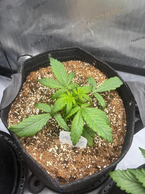 CLOUDLAB 642, Advance Grow Tent 4x2. Week 2